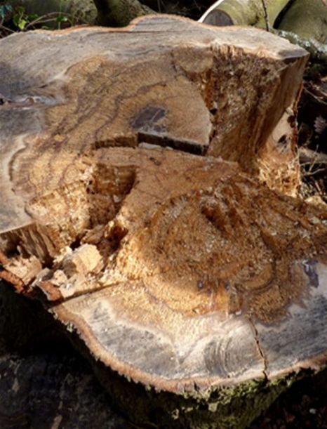 The ‘rosing’ effect attributed to decay by this fungus on beech at Burnham Beeches, Buckinghamshire 